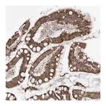 Merck Anti-TMPRSS11F antibody produced in rabbit
