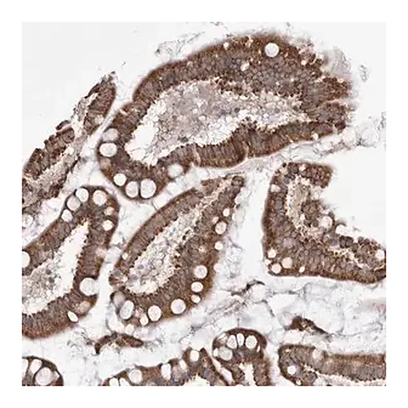 Merck Anti-TMPRSS11F antibody produced in rabbit