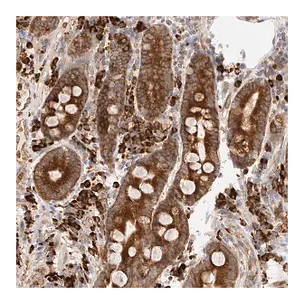 Merck Anti-UTS2B antibody produced in rabbit