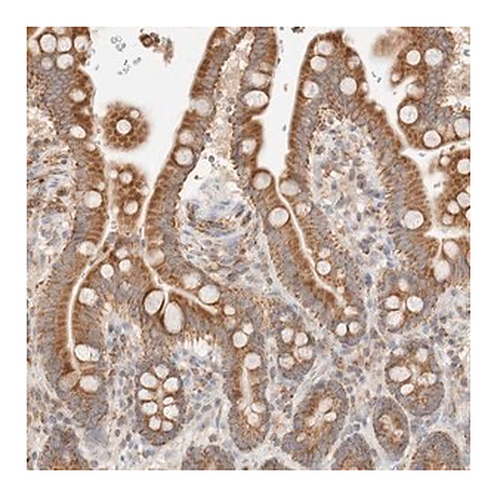 Merck Anti-TMPPE antibody produced in rabbit