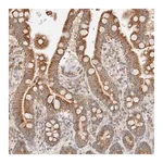 Merck Anti-TMPPE antibody produced in rabbit