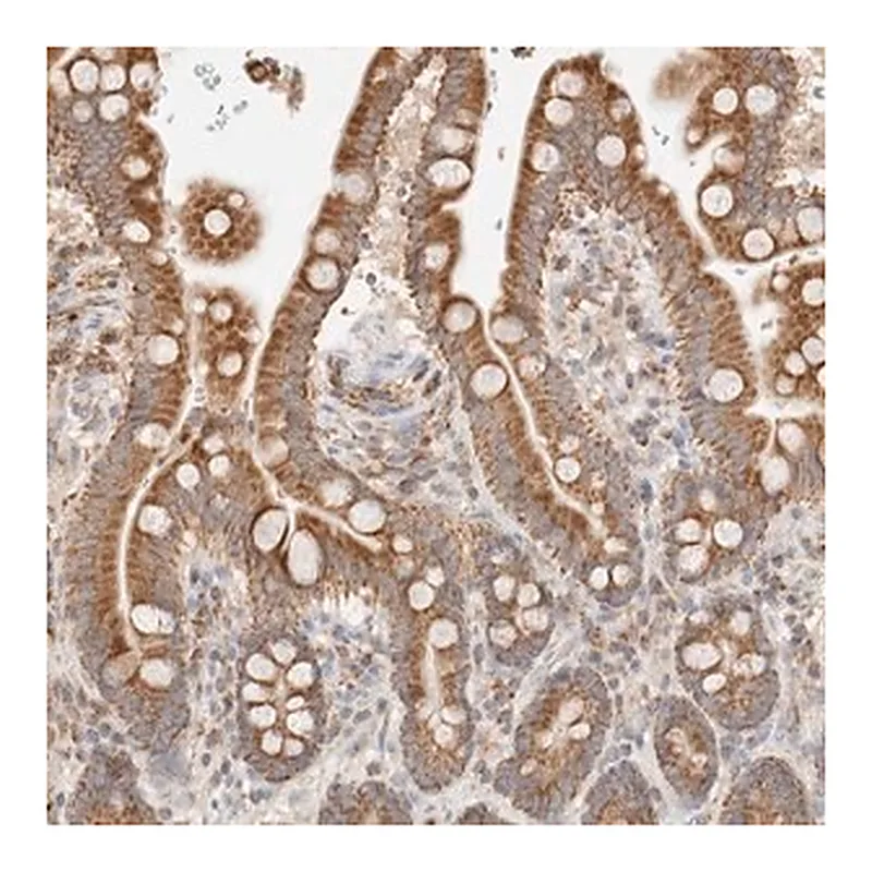 Merck Anti-TMPPE antibody produced in rabbit