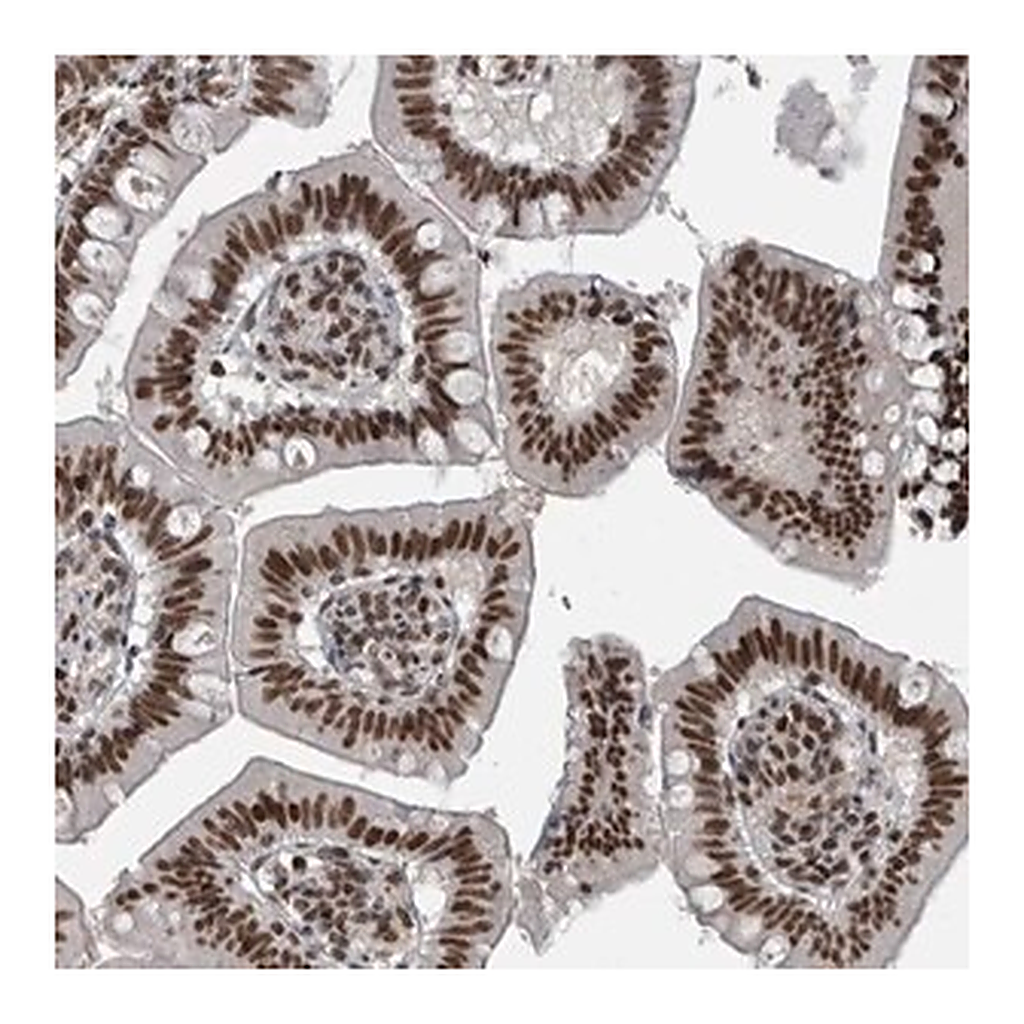 Merck Anti-UNC50 antibody produced in rabbit