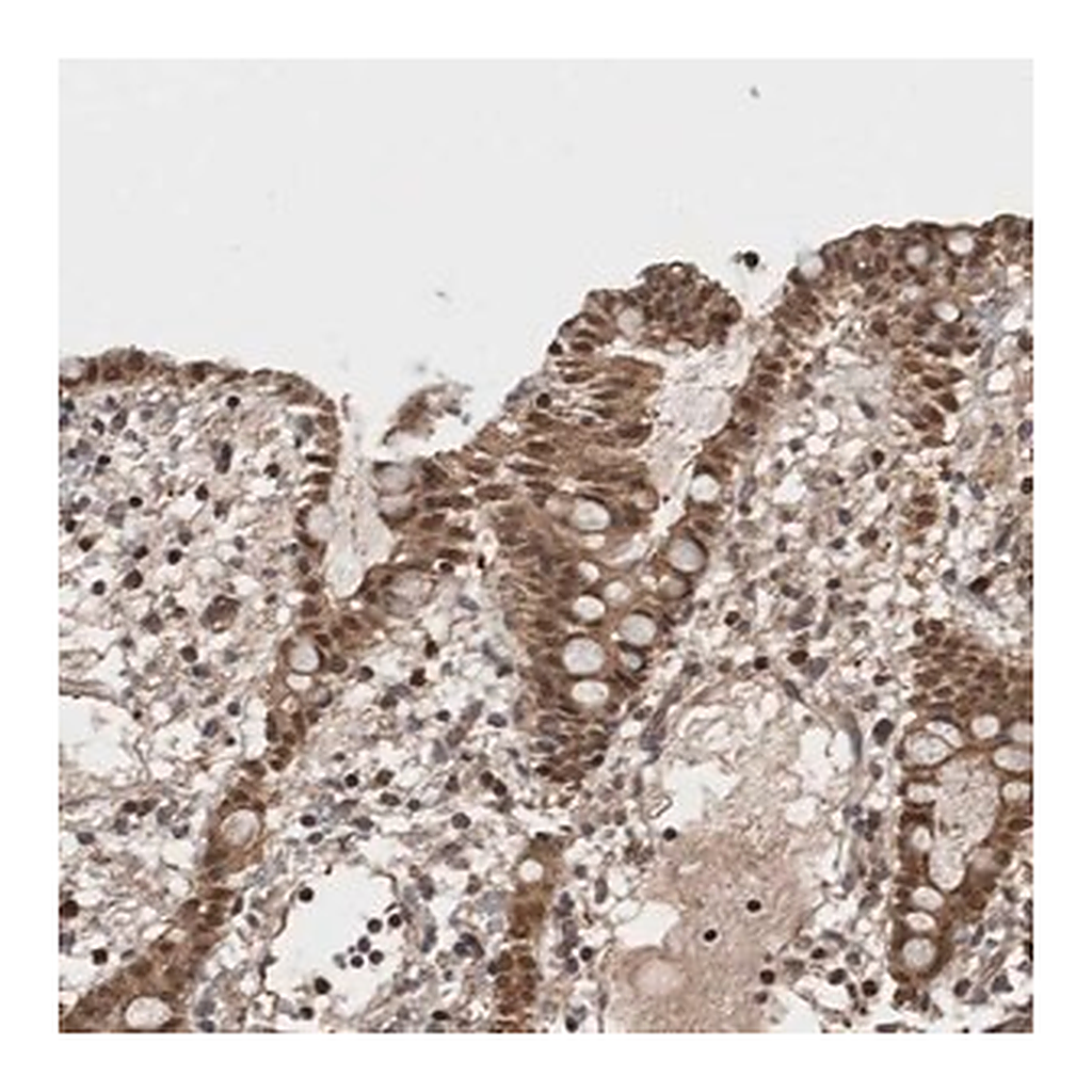 Merck Anti-ASTN2 antibody produced in rabbit
