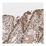 Merck Anti-ASTN2 antibody produced in rabbit
