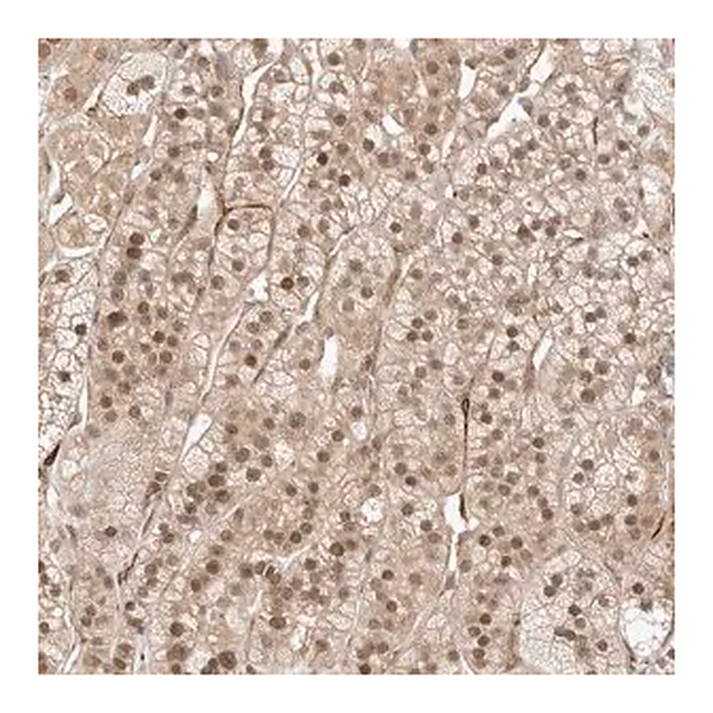 Merck Anti-ZNF318 antibody produced in rabbit