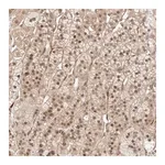 Merck Anti-ZNF318 antibody produced in rabbit