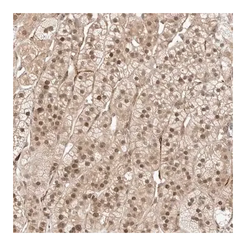 Merck Anti-ZNF318 antibody produced in rabbit