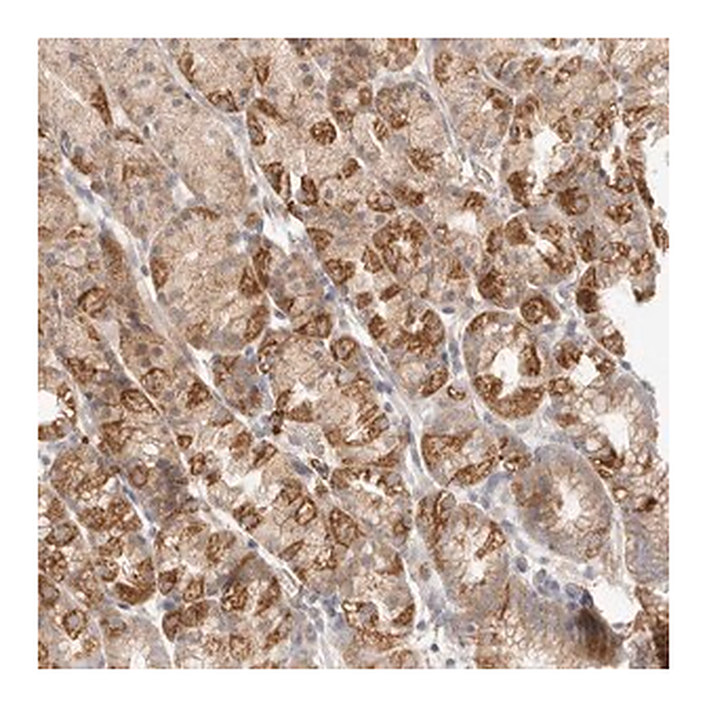 Merck Anti-SLC25A36 antibody produced in rabbit