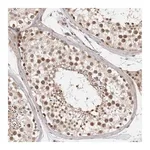 Merck Anti-ZNF318 antibody produced in rabbit