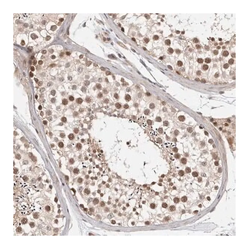Merck Anti-ZNF318 antibody produced in rabbit