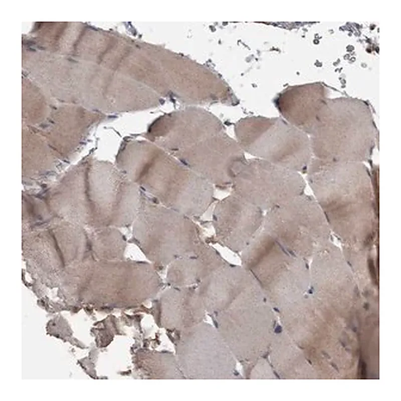 Merck Anti-PPP1R3C antibody produced in rabbit