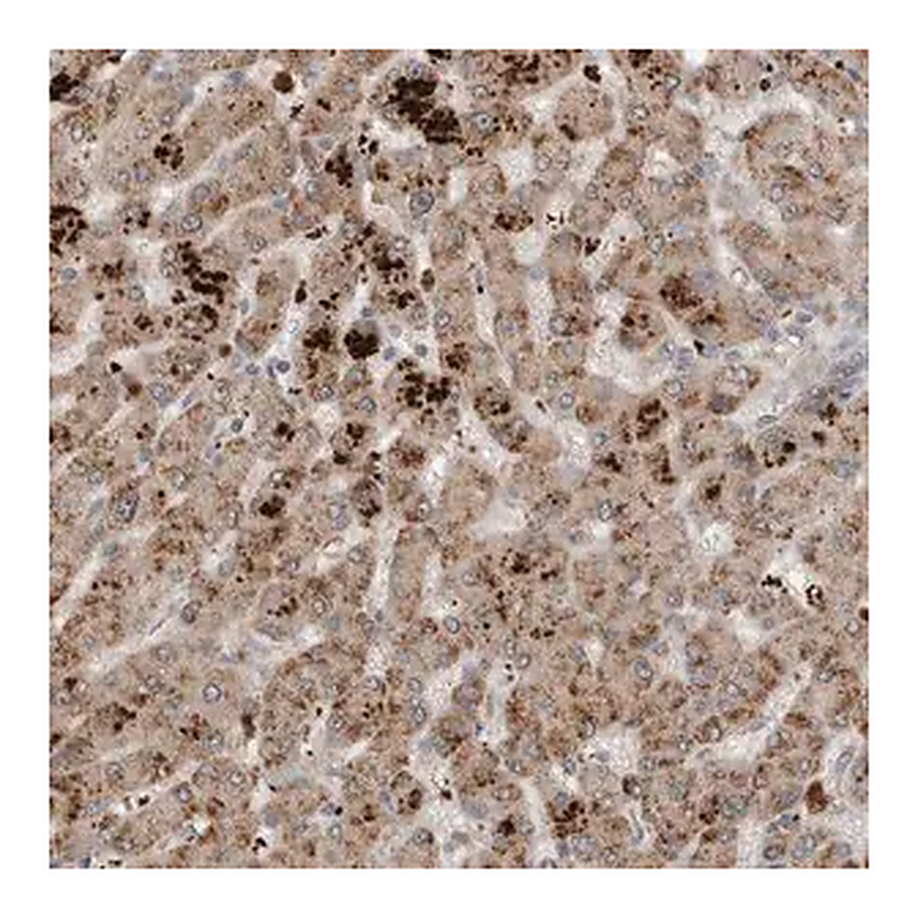 Merck Anti-SCP2 antibody produced in rabbit