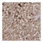 Merck Anti-SCP2 antibody produced in rabbit