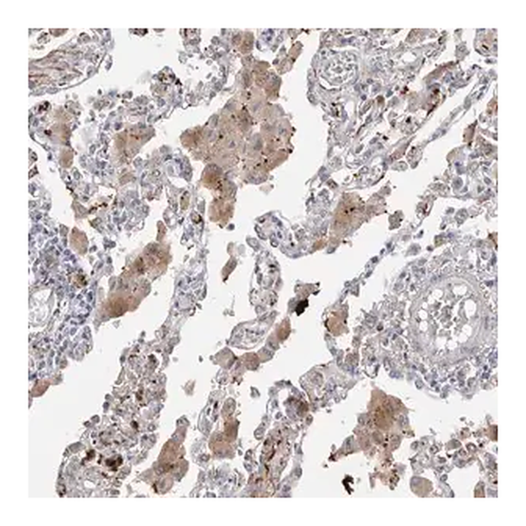 Merck Anti-EYS antibody produced in rabbit