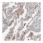Merck Anti-EYS antibody produced in rabbit