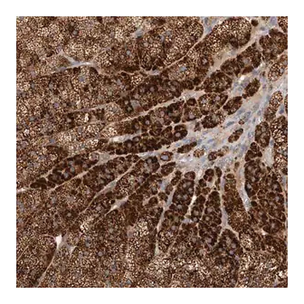Merck Anti-PDCD10 antibody produced in rabbit