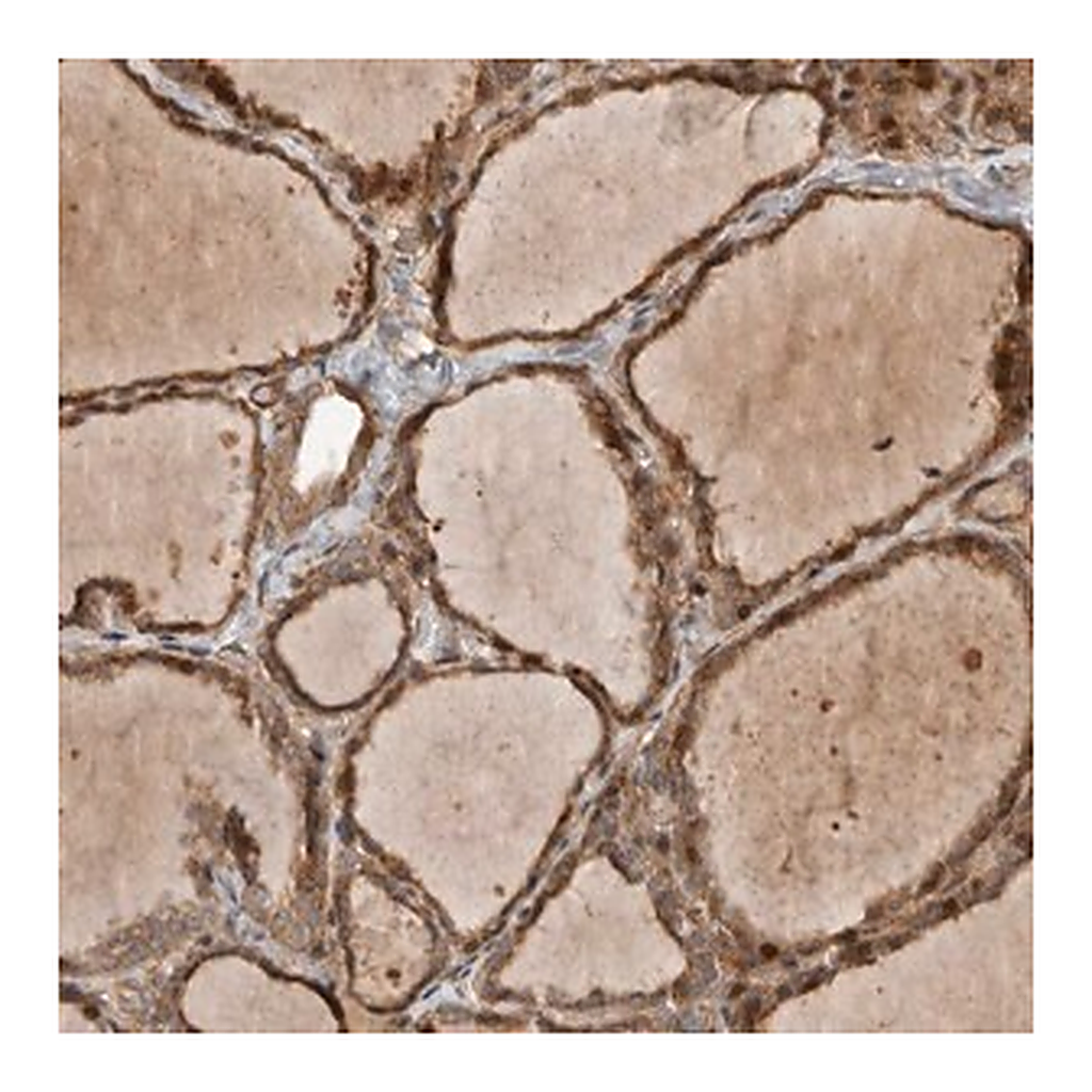 Merck Anti-TUBD1 antibody produced in rabbit