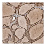 Merck Anti-TUBD1 antibody produced in rabbit