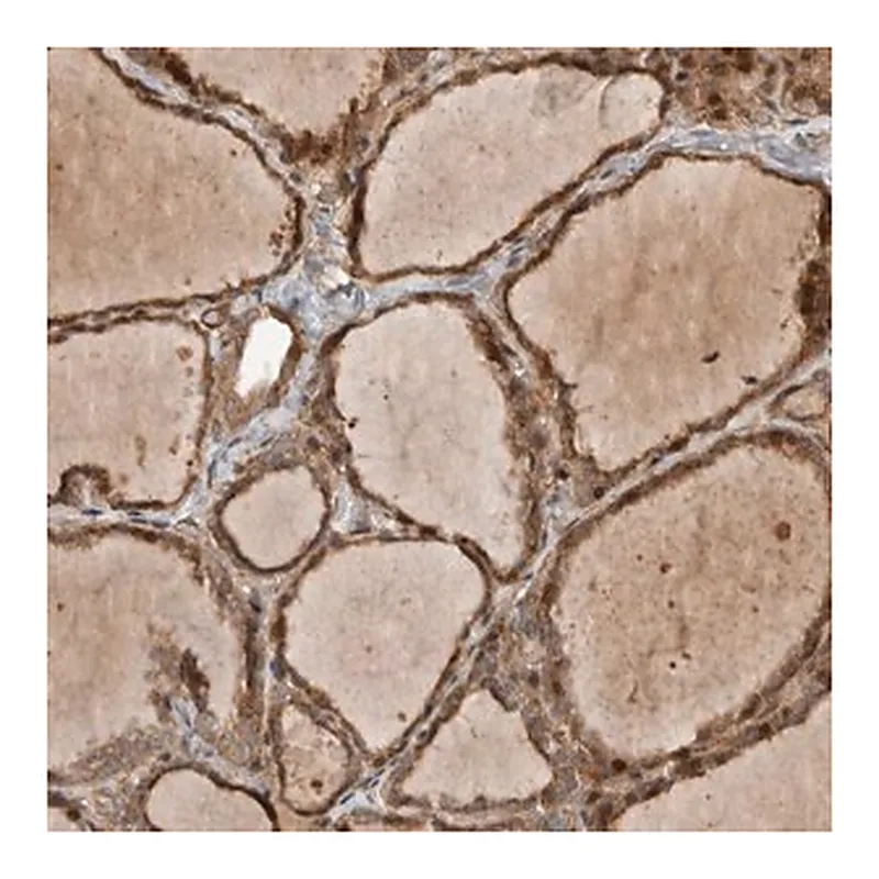 Merck Anti-TUBD1 antibody produced in rabbit