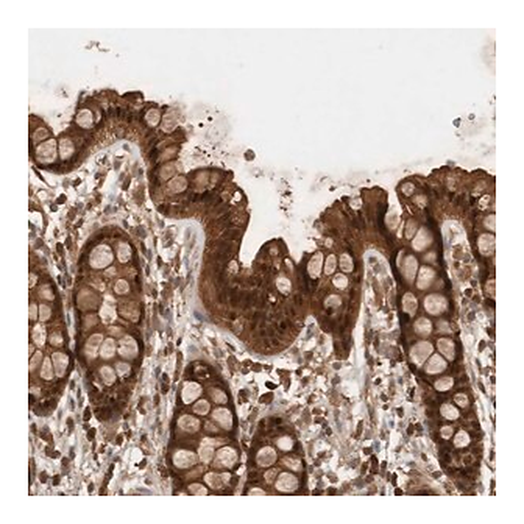 Merck Anti-OTUD7B antibody produced in rabbit