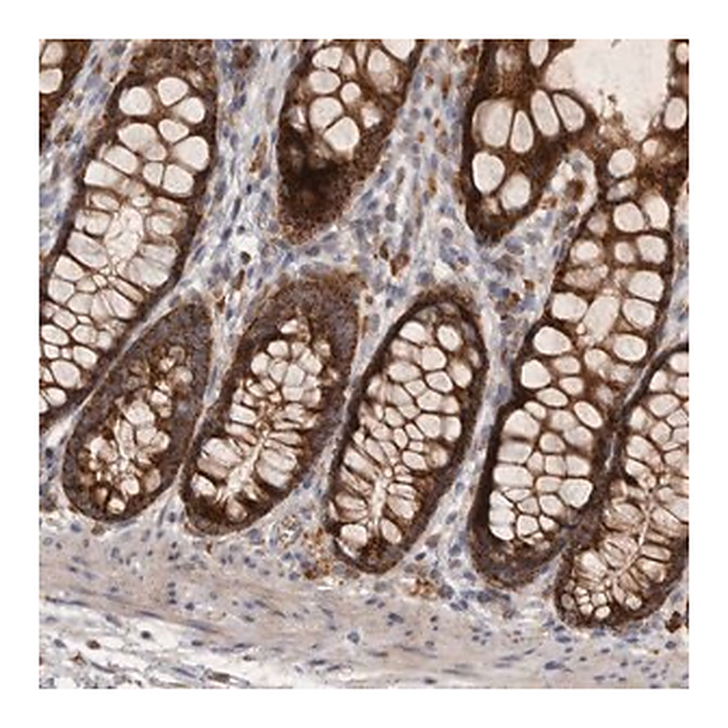 Merck Anti-MRPL41 antibody produced in rabbit