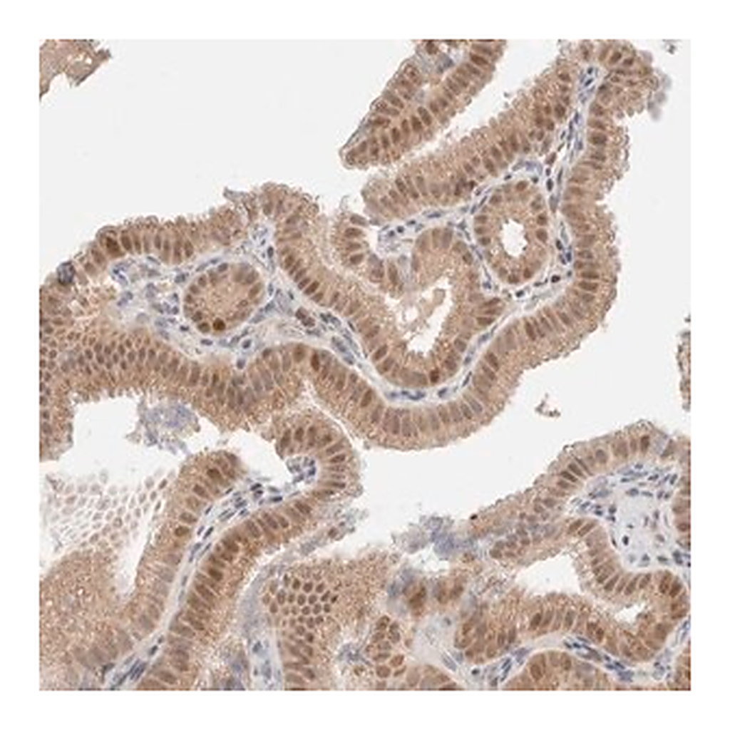 Merck Anti-ERI3 antibody produced in rabbit