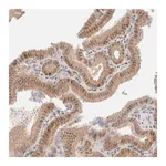 Merck Anti-ERI3 antibody produced in rabbit