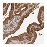 Merck Anti-SGK3 antibody produced in rabbit