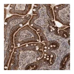 Merck Anti-MRPS28 antibody produced in rabbit