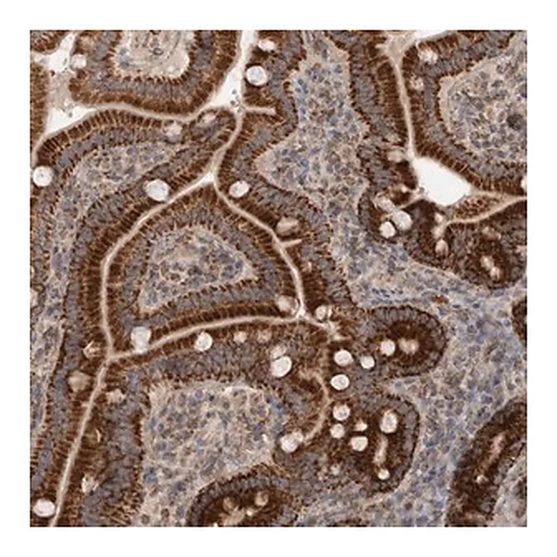 Merck Anti-MRPS28 antibody produced in rabbit