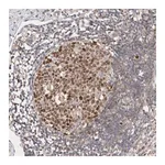 Merck Anti-CDCA7L antibody produced in rabbit