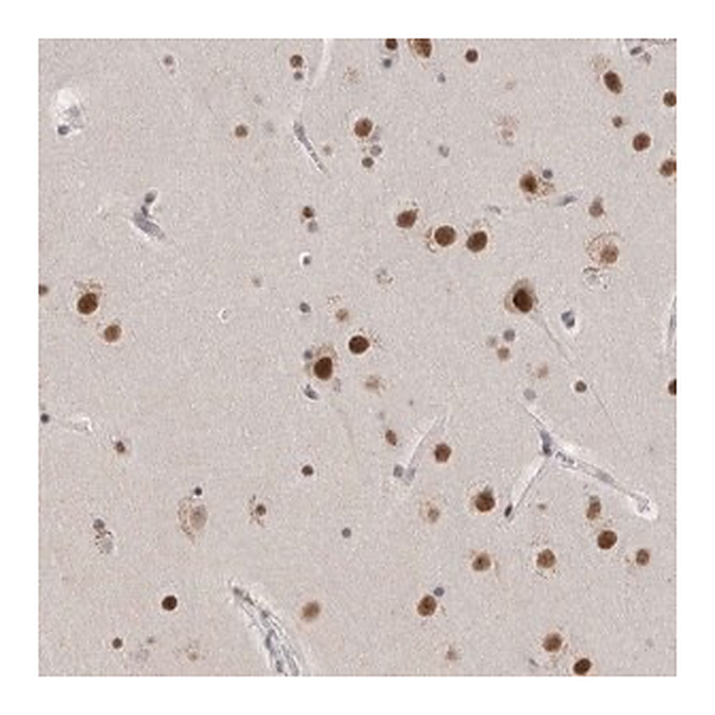 Merck Anti-CXorf23 antibody produced in rabbit