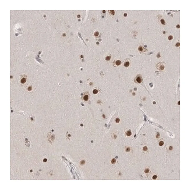 Merck Anti-CXorf23 antibody produced in rabbit