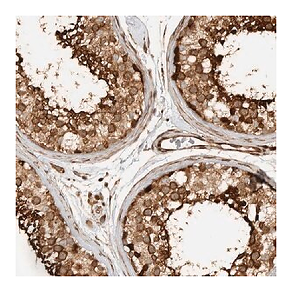 Merck Anti-CNTROB antibody produced in rabbit