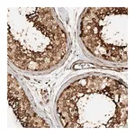 Merck Anti-CNTROB antibody produced in rabbit