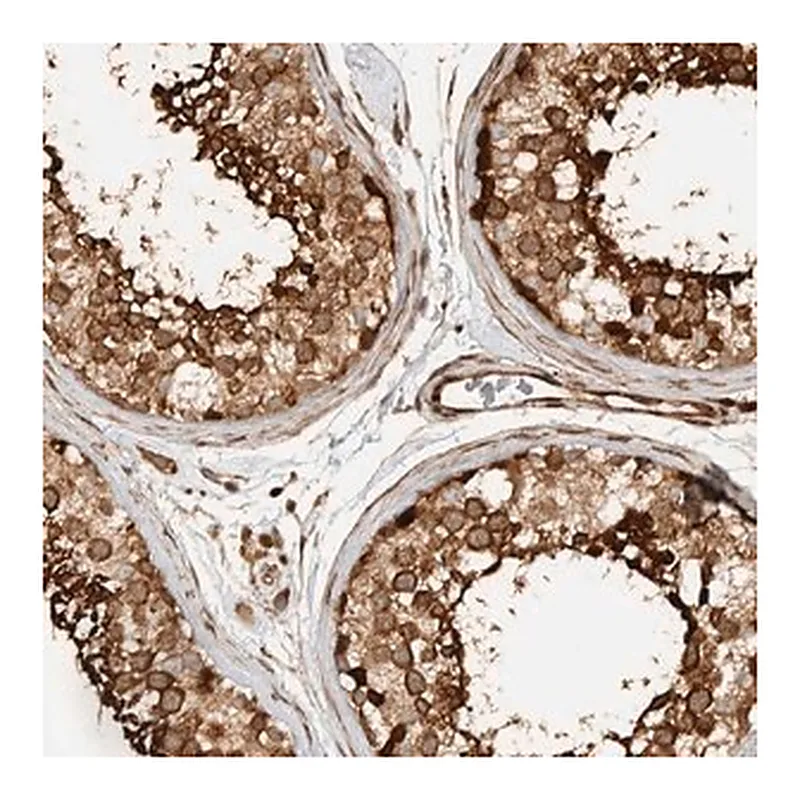 Merck Anti-CNTROB antibody produced in rabbit