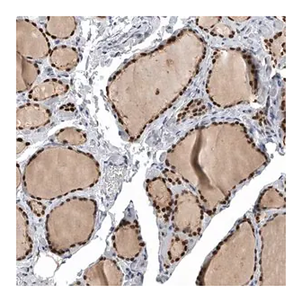 Merck Anti-PDCD4 antibody produced in rabbit