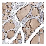 Merck Anti-PDCD4 antibody produced in rabbit