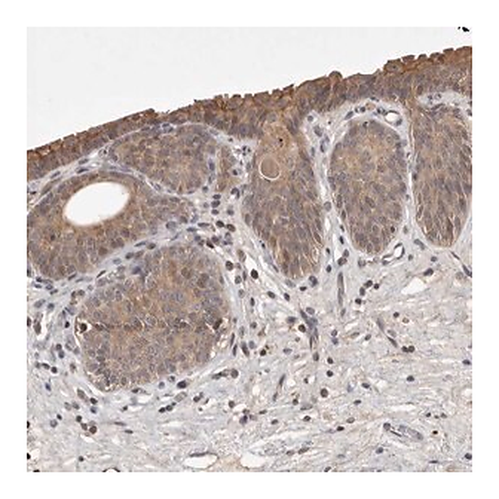 Merck Anti-UBE3D antibody produced in rabbit