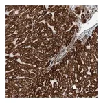 Merck Anti-CNTROB antibody produced in rabbit