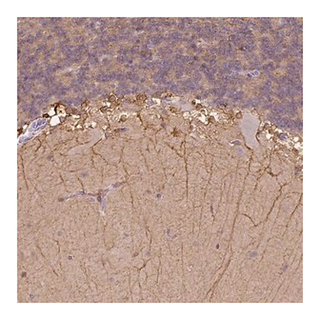 Merck Anti-CACNB1 antibody produced in rabbit