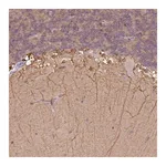 Merck Anti-CACNB1 antibody produced in rabbit