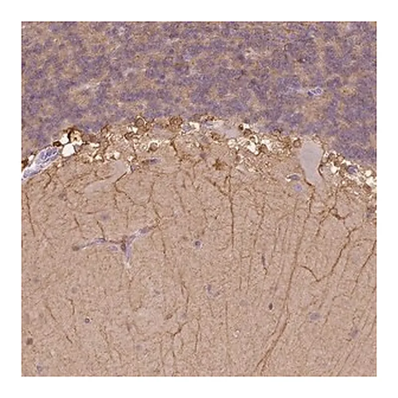 Merck Anti-CACNB1 antibody produced in rabbit