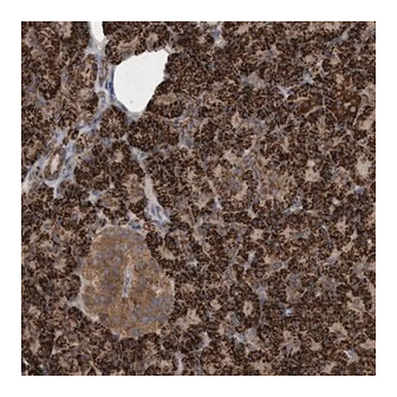 Merck Anti-ATPAF2 antibody produced in rabbit