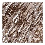 Merck Anti-CCDC57 antibody produced in rabbit