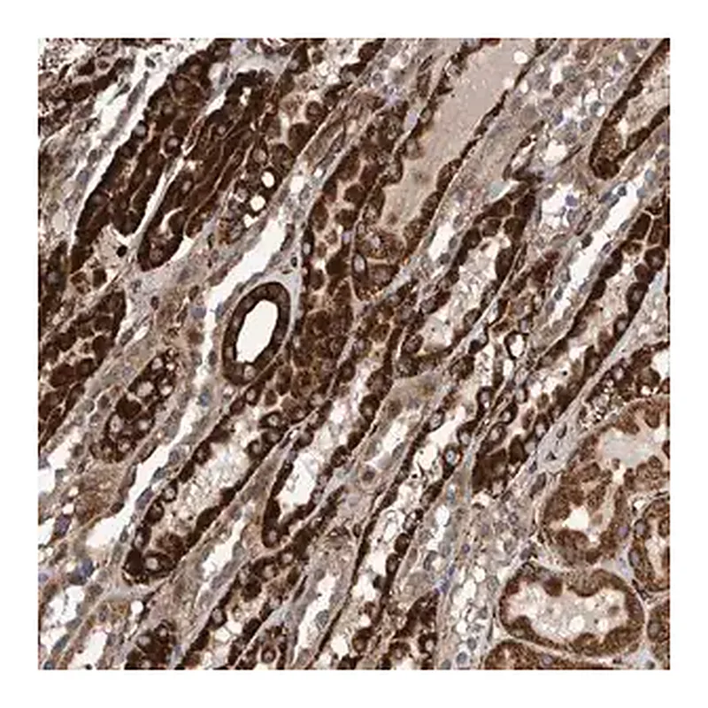 Merck Anti-CCDC57 antibody produced in rabbit