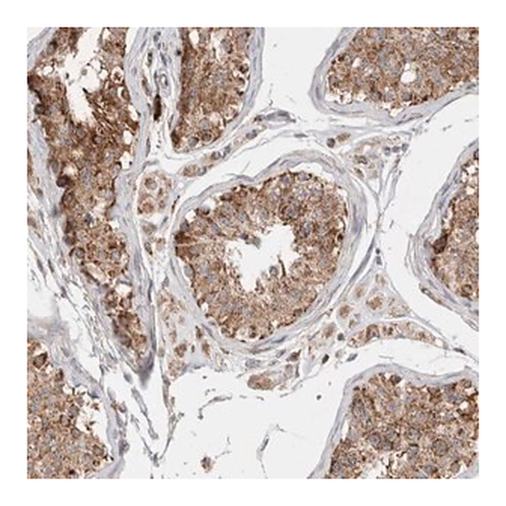 Merck Anti-C17orf53 antibody produced in rabbit