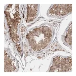 Merck Anti-C17orf53 antibody produced in rabbit