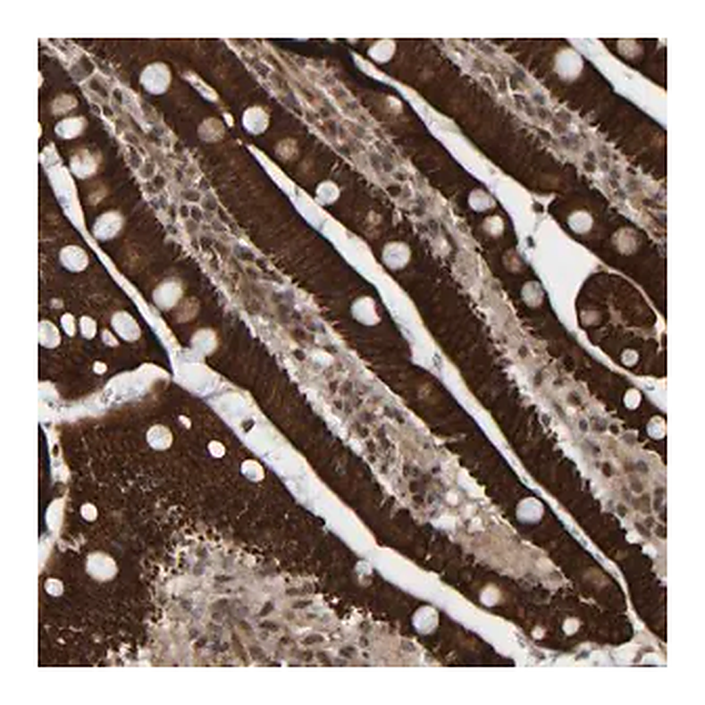 Merck Anti-CCDC57 antibody produced in rabbit